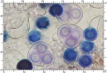 Elaphomyces decipiens